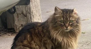 Dijon : une course contre la montre pour sauver Malya, chatte errante gravement blessée