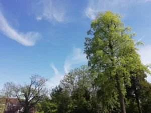 Météo : jusqu’à 39°C demain en Côte-d’Or, la chaleur s’installe durablement et 40°C sont attendus dimanche à Dijon
