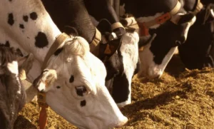 Canicule en Côte-d’Or : Catherine Hervieu appelle à soutenir les agriculteurs et à accélérer la transition agricole