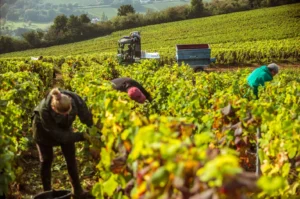Vendanges 2026 : la Bourgogne-Franche-Comté lance sa grande campagne de recrutement