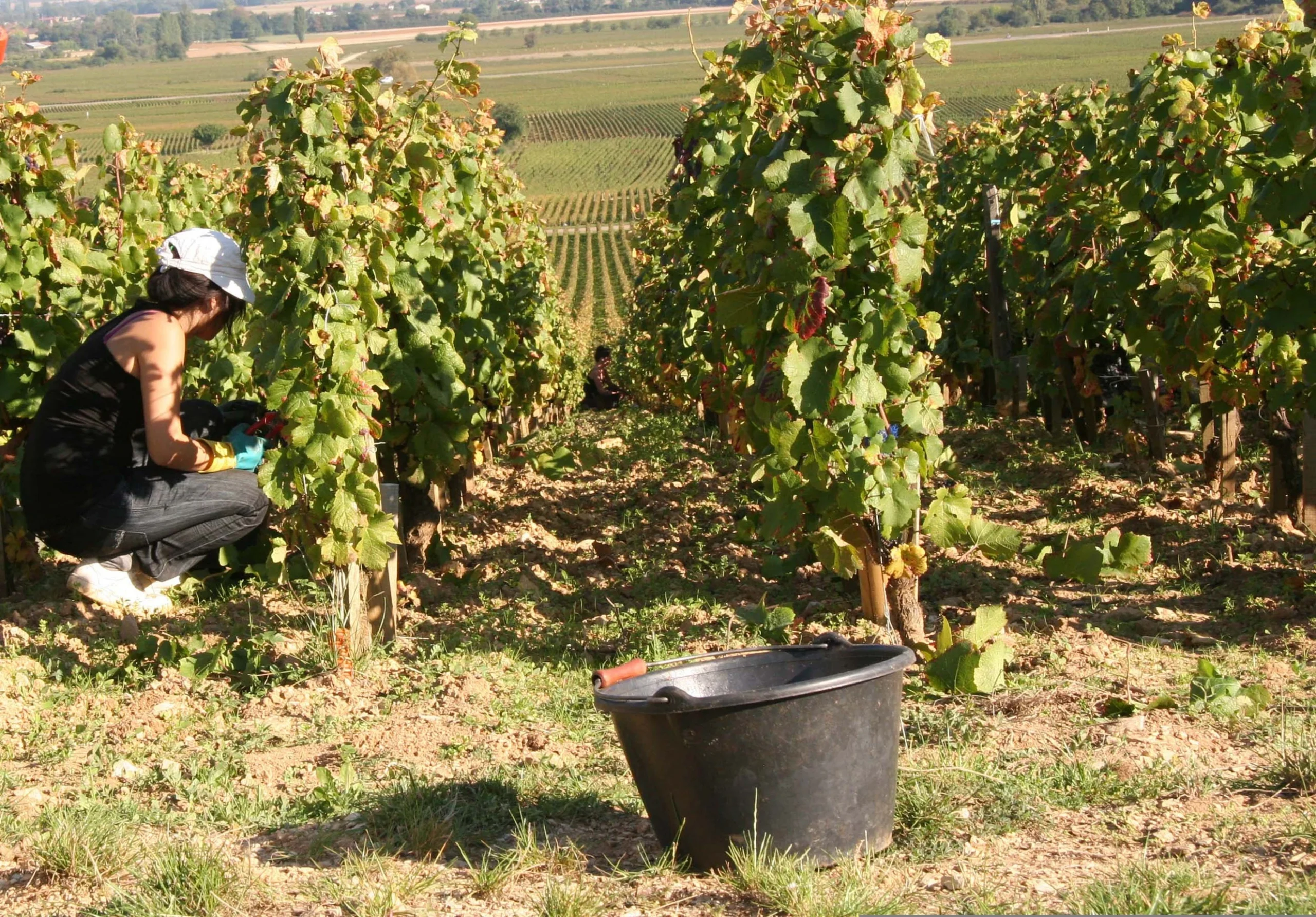 Vendanges en Côte-d’Or : 53 employeurs et prestataires contrôlés