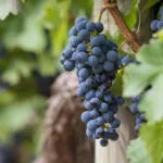 Talant : une conférence pour découvrir l’appellation « Bourgogne-Dijon » le 27 novembre