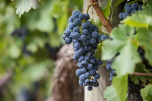 Talant : une conférence pour découvrir l’appellation « Bourgogne-Dijon » le 27 novembre