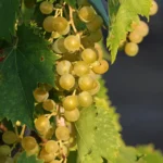 Le Crémant de Bourgogne peut désormais afficher ses lieux-dits sur ses étiquettes