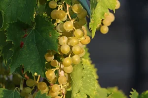 Le Crémant de Bourgogne peut désormais afficher ses lieux-dits sur ses étiquettes